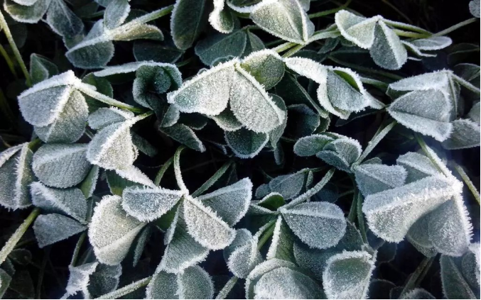 今日霜降 _ 露凝為霜知霜降，滴酒品后知濃香203.png